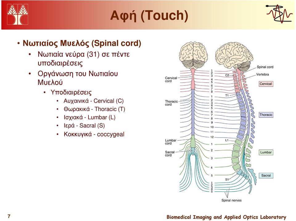 Υποδιαιρέσεις Αυχαινικά - Cervical (C) Θωρακικά - Thoracic