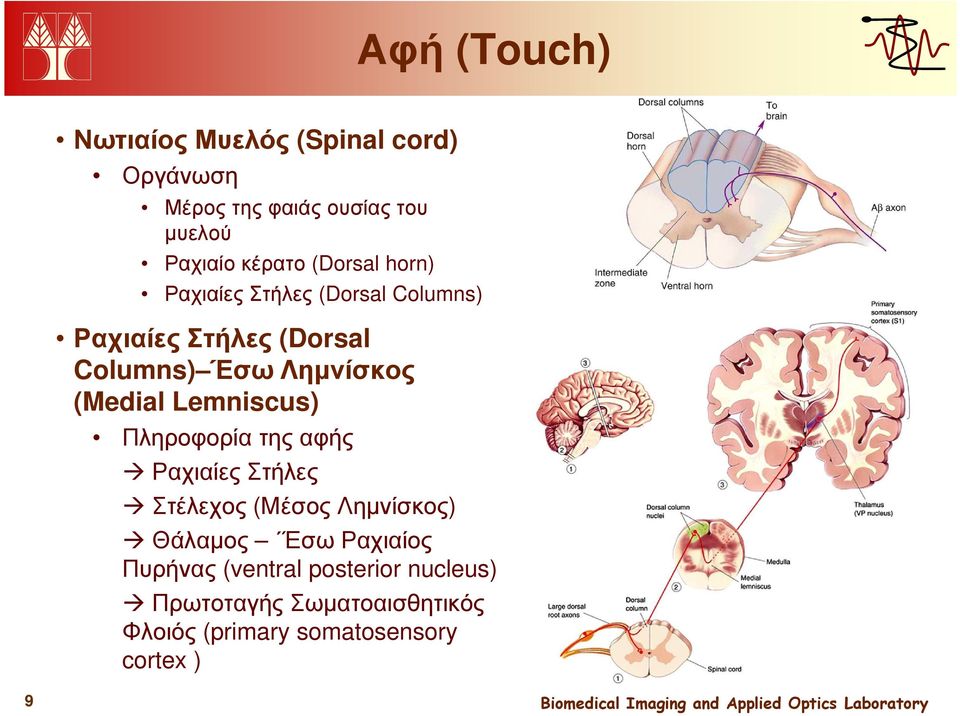 (Medial Lemniscus) Πληροφορία της αφής Ραχιαίες Στήλες Στέλεχος (Μέσος Ληµνίσκος) Θάλαµος Έσω