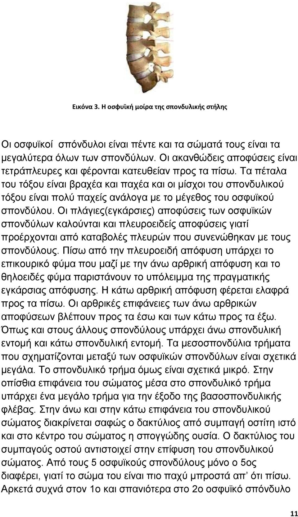 Τα πέταλα του τόξου είναι βραχέα και παχέα και οι µίσχοι του σπονδυλικού τόξου είναι πολύ παχείς ανάλογα µε το µέγεθος του οσφυϊκού σπονδύλου.