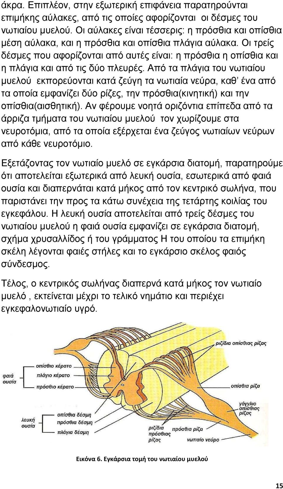 Οι τρείς δέσµες που αφορίζονται από αυτές είναι: η πρόσθια η οπίσθια και η πλάγια και από τις δύο πλευρές.