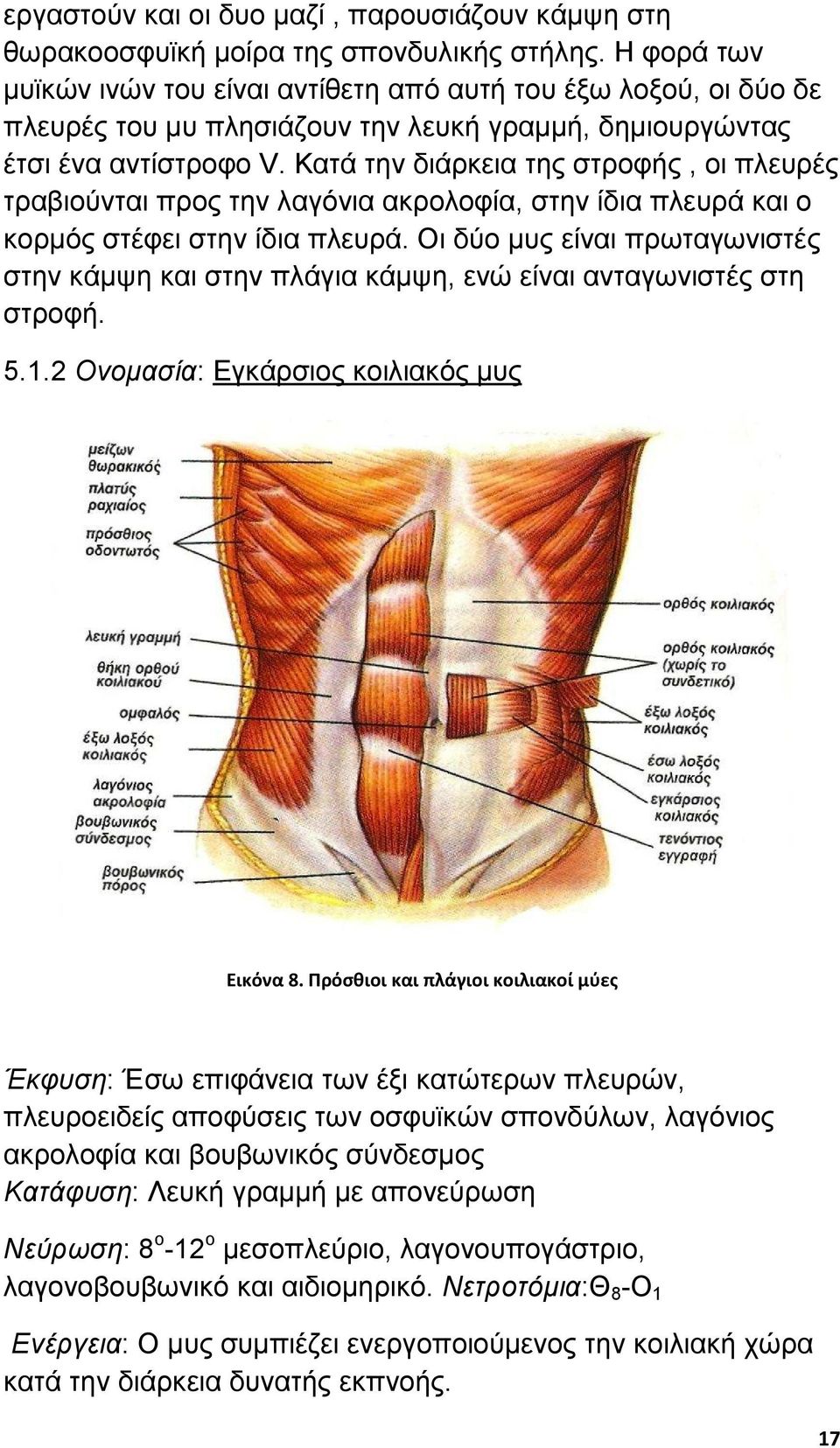 Κατά την διάρκεια της στροφής, οι πλευρές τραβιούνται προς την λαγόνια ακρολοφία, στην ίδια πλευρά και ο κορµός στέφει στην ίδια πλευρά.