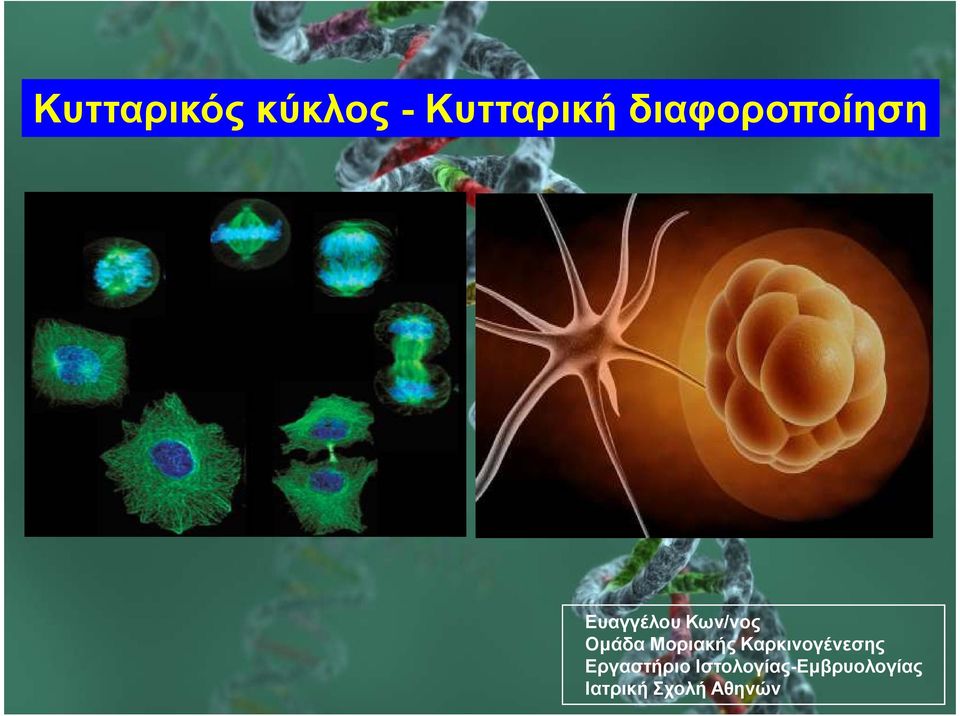 Οµάδα Μοριακής Καρκινογένεσης