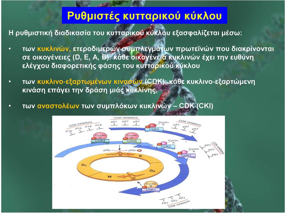 έχει την ευθύνη ελέγχου διαφορετικής φάσης του κυτταρικού κύκλου των κυκλινο εξαρτωµένων κινασών (CDK):