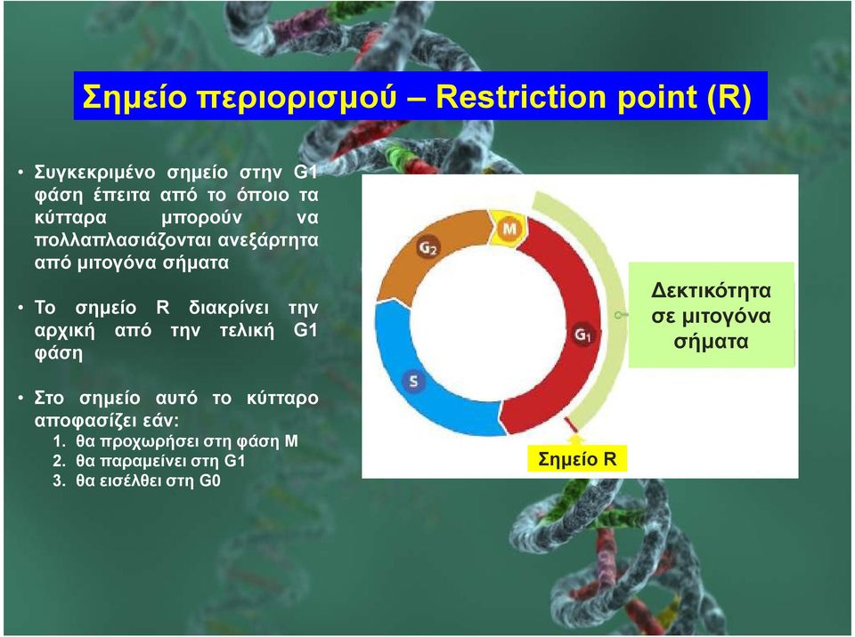 την αρχική από την τελική G1 φάση εκτικότητα σε µιτογόνα σήµατα Στο σηµείο αυτό το κύτταρο