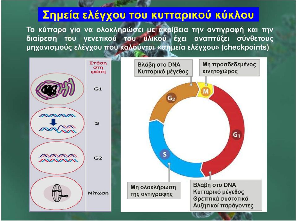 «σηµεία ελέγχου» (checkpoints) Βλάβη στο DNA Κυτταρικό µέγεθος Μη προσδεδεµένος κινητοχώρος Μη