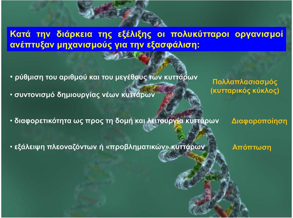 νέων κυττάρων Πολλαπλασιασµός (κυτταρικός κύκλος) διαφορετικότητα ως προς τη δοµή και