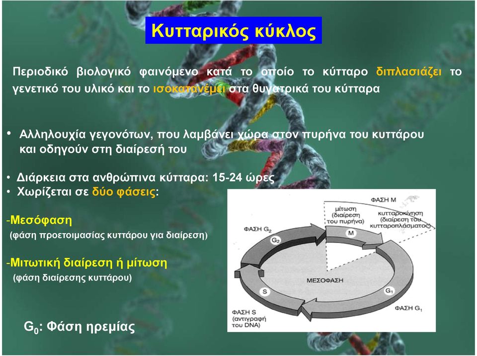 κυττάρου και οδηγούν στη διαίρεσή του ιάρκεια στα ανθρώπινα κύτταρα: 15-24 ώρες Χωρίζεται σε δύο φάσεις: