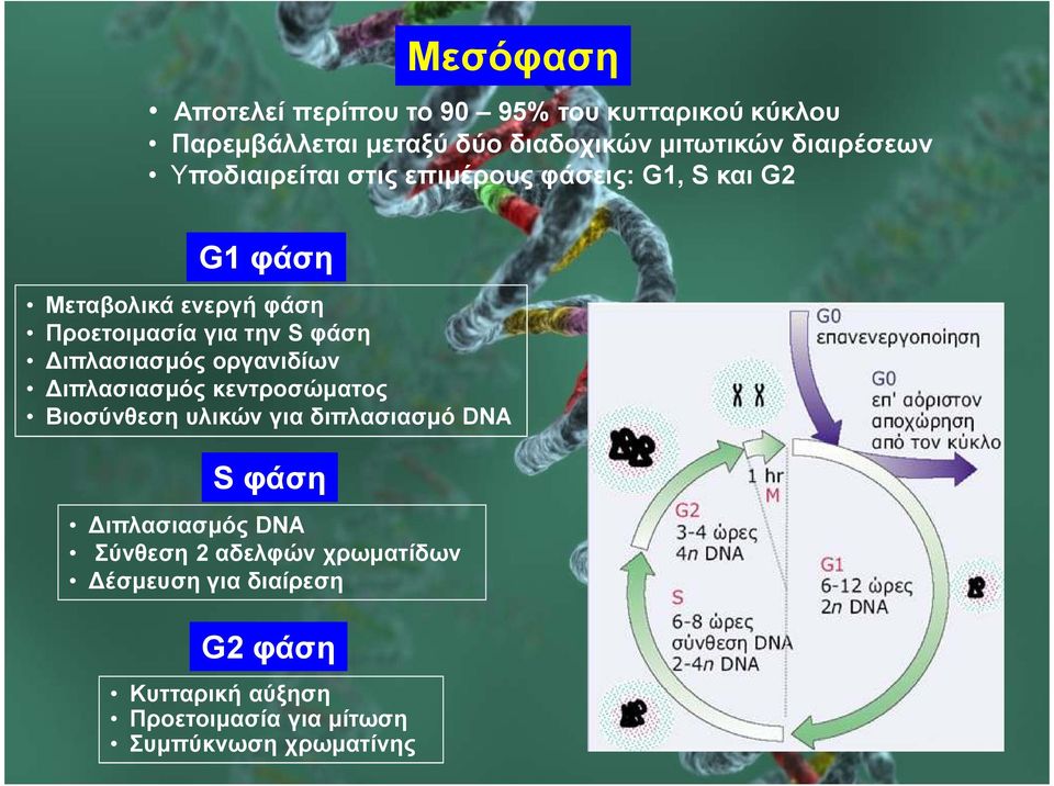 S φάση ιπλασιασµός οργανιδίων ιπλασιασµός κεντροσώµατος Βιοσύνθεση υλικών για διπλασιασµό DNA S φάση ιπλασιασµός