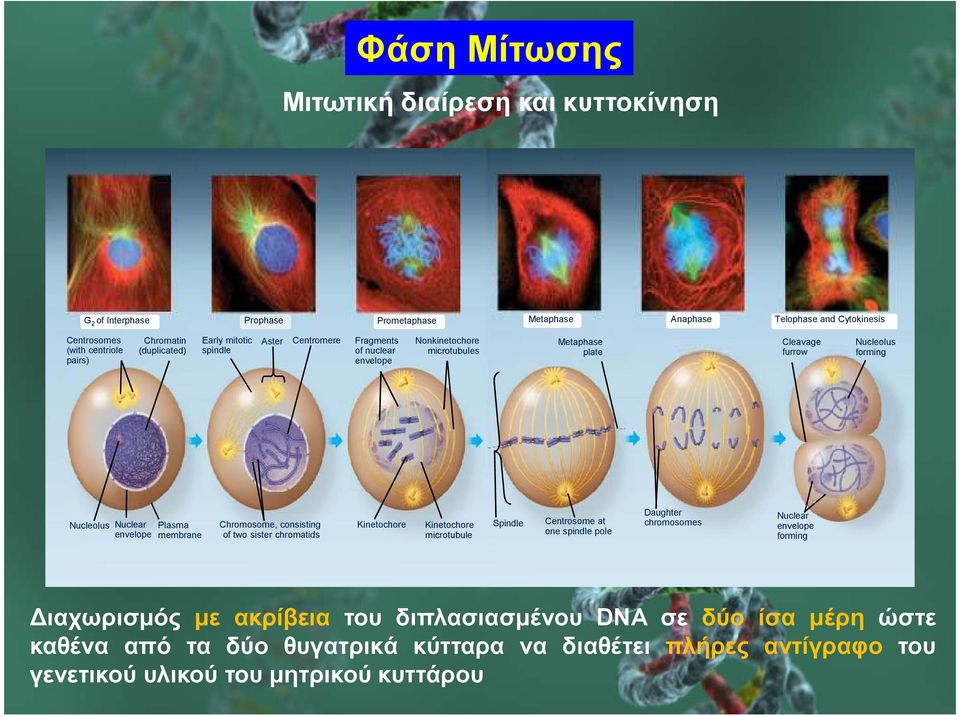 envelope Plasma membrane Chromosome, consisting of two sister chromatids Kinetochore Kinetochore microtubule Spindle Centrosome at one spindle pole Daughter chromosomes Nuclear