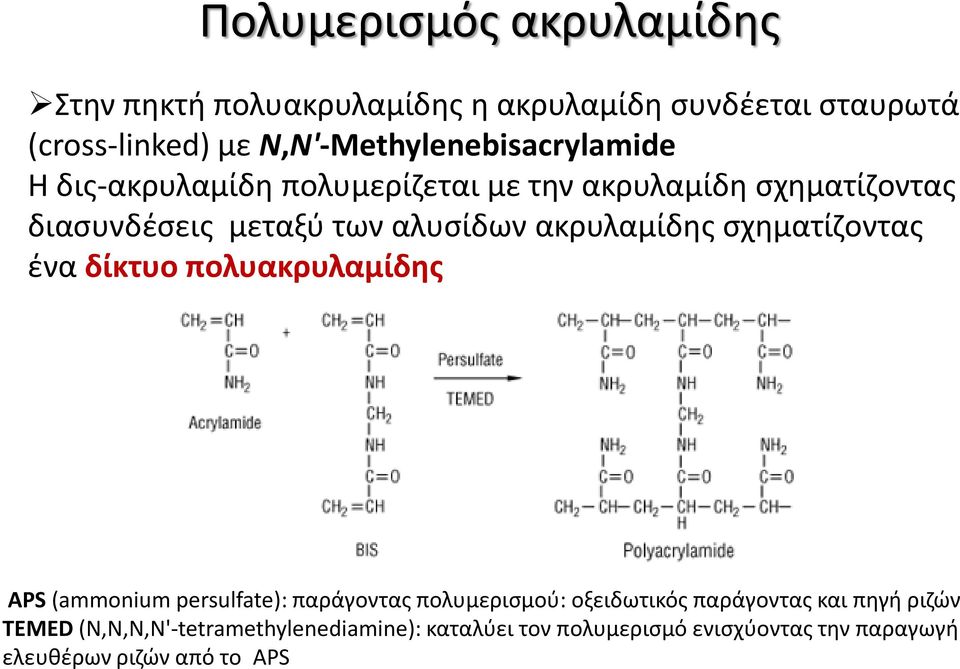 αλυσίδων ακρυλαμίδης σχηματίζοντας ένα δίκτυο πολυακρυλαμίδης APS (ammonium persulfate): παράγοντας πολυμερισμού: