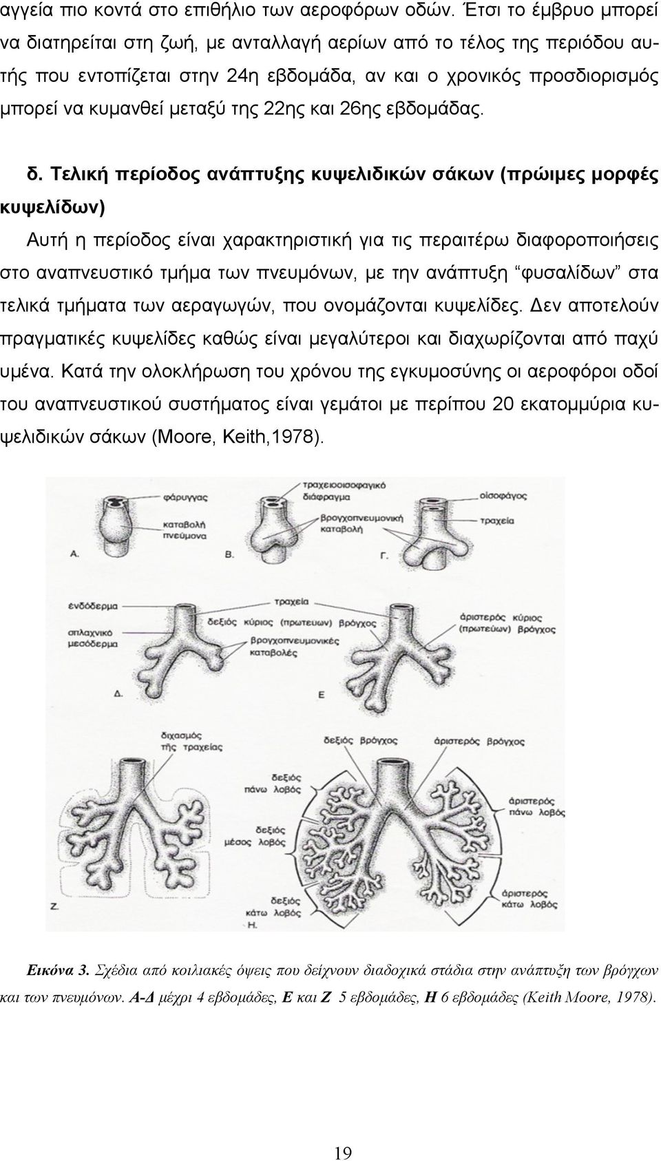 και 26ης εβδοµάδας. δ.