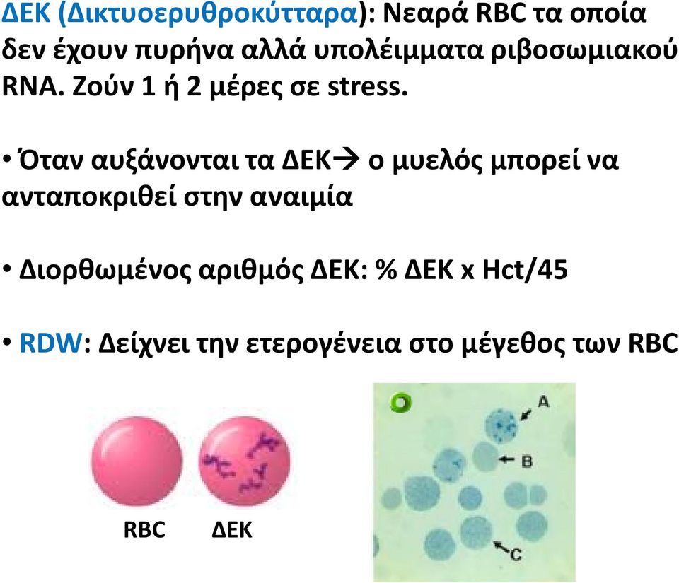 Όταν αυξάνονται τα ΔΕΚ ο μυελός μπορεί να ανταποκριθεί στην αναιμία