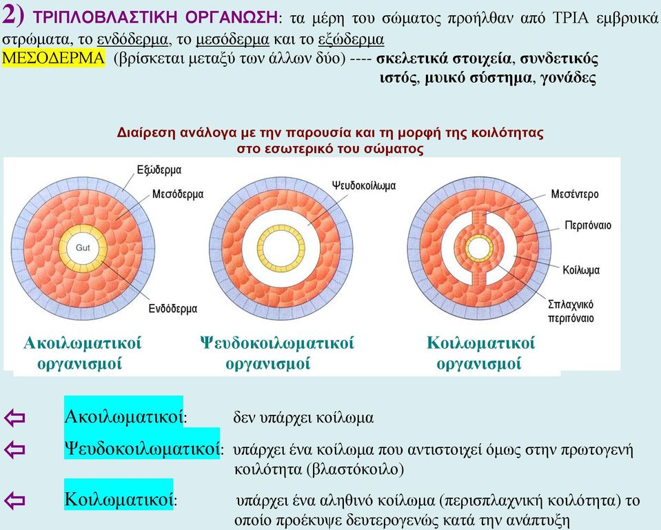 σώματος Ακοιλωματικοί Ψευδοκοιλωματικοί Κοιλωματικοί οργανισμοί οργανισμοί οργανισμοί Ακοιλωματικοί: δεν υπάρχει κοίλωμα Ψευδοκοιλωματικοί: υπάρχει ένα κοίλωμα