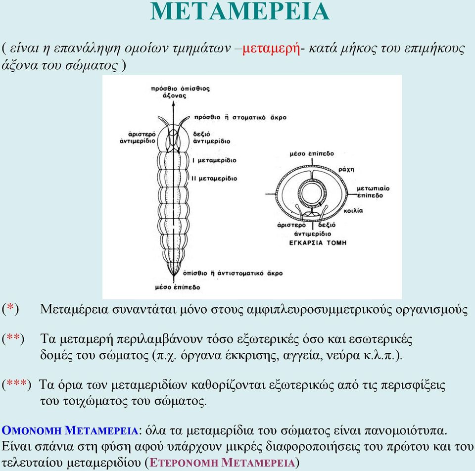 όργανα έκκρισης, αγγεία, νεύρα κ.λ.π.). (***) Τα όρια των μεταμεριδίων καθορίζονται εξωτερικώς από τις περισφίξεις του τοιχώματος του σώματος.