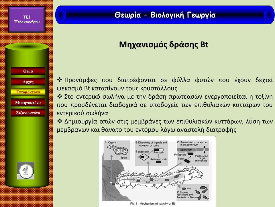 προσδένεται διαδοχικά σε υποδοχείς των επιθυλιακών κυττάρων του εντερικού σωλήνα Δημιουργία οπών