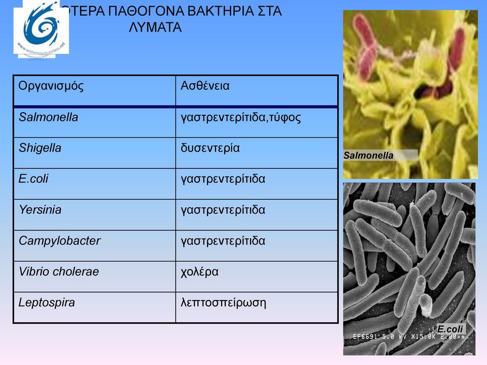 coli Yersinia Campylobacter Vibrio cholerae Leptospira Ασθένεια