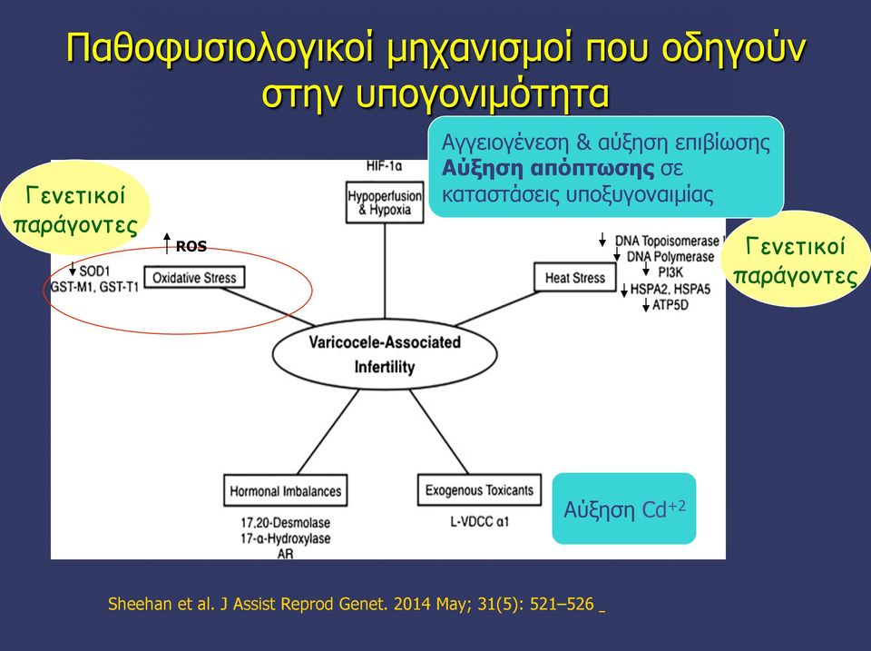 απόπτωσης σε καταστάσεις υποξυγοναιµίας Γενετικοί παράγοντες