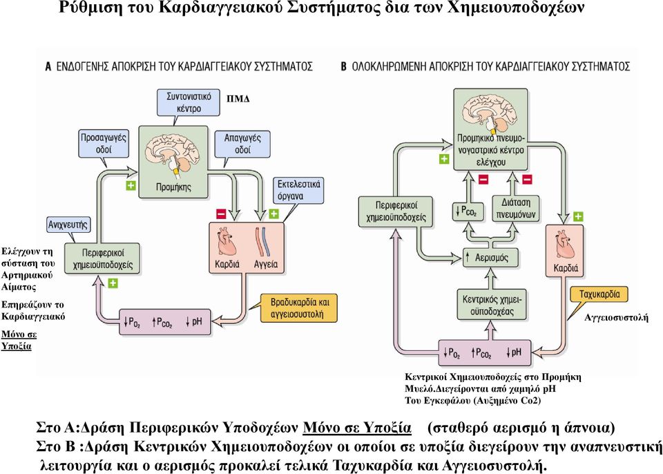 Διεγείρονται από χαμηλό ph Του Εγκεφάλου (Αυξημένο Co2) Στο Α:Δράση Περιφερικών Υποδοχέων Μόνο σε Υποξία (σταθερό αερισμό η