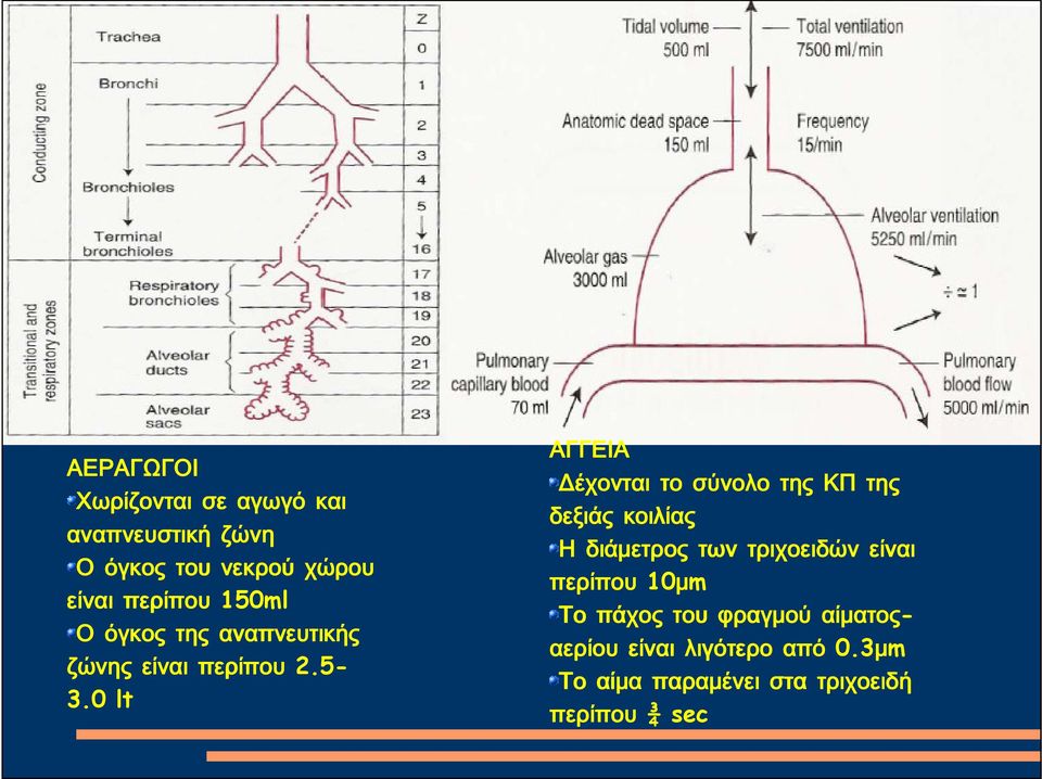 0 lt ΑΓΓΕΙΑ Δέχονται το σύνολο της ΚΠ της δεξιάς κοιλίας Η διάμετρος των τριχοειδών είναι