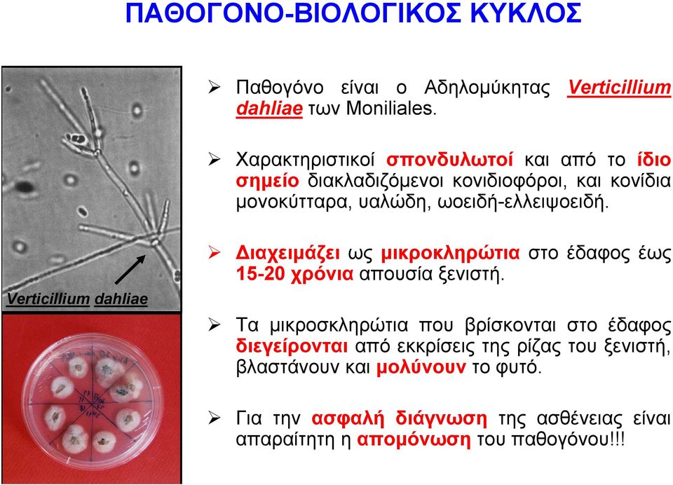 Verticillium dahliae Διαχειμάζει ως μικροκληρώτια στο έδαφος έως 15-20 χρόνια απουσία ξενιστή.