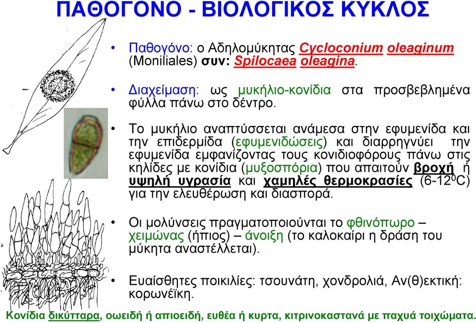 που απαιτούν βροχή ή υψηλή υγρασία και χαμηλές θερμοκρασίες (6-12 0 C) για την ελευθέρωση και διασπορά.