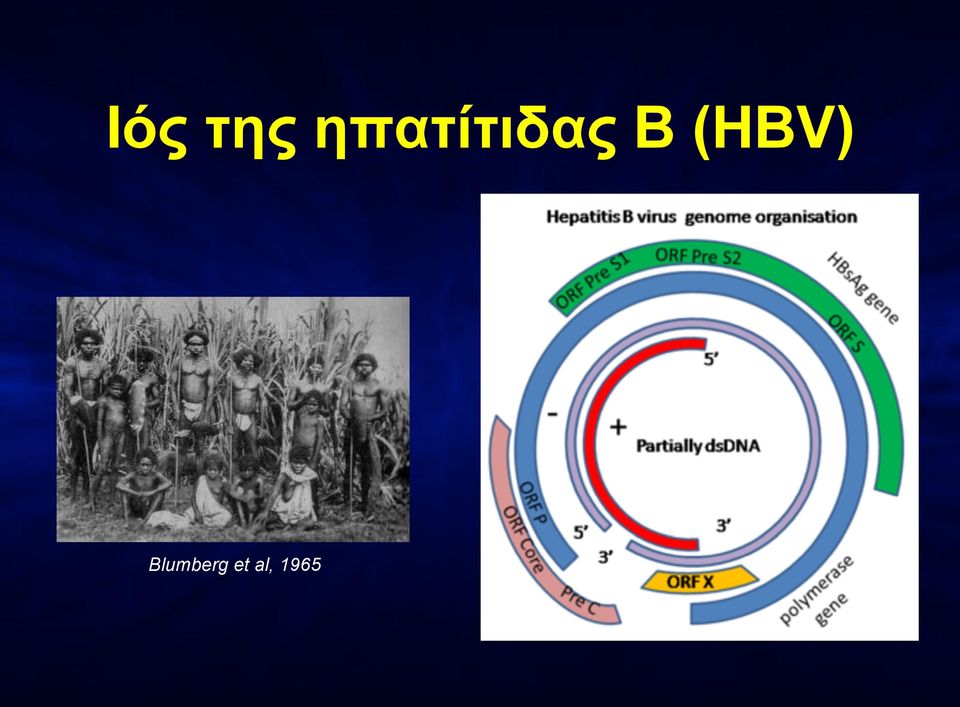 Β (HBV)
