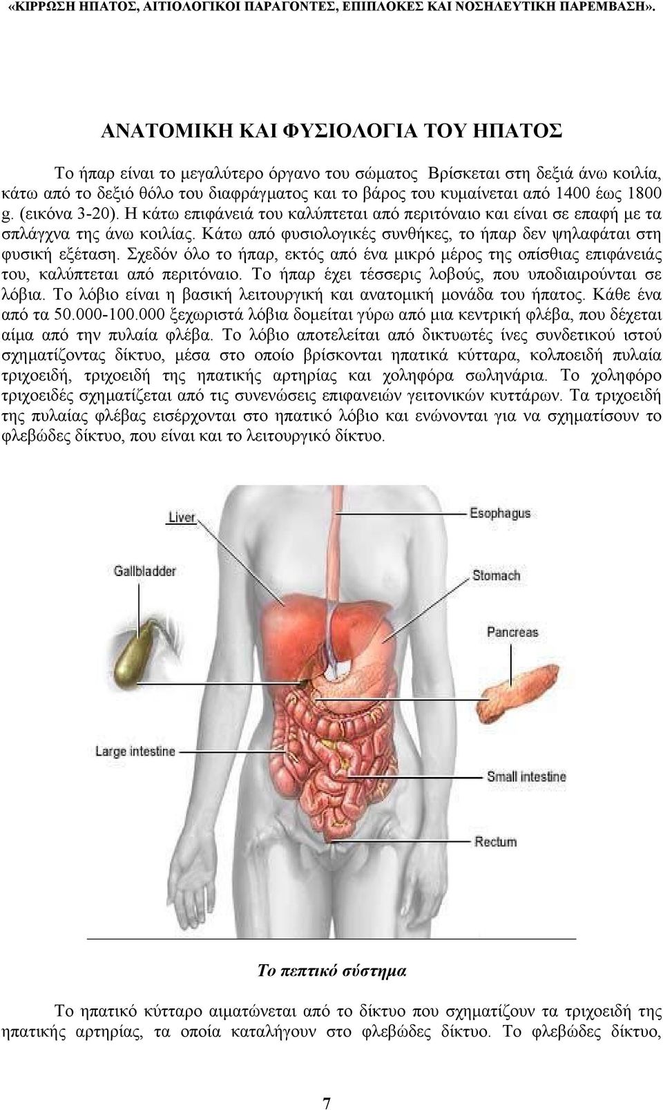 Σχεδόν όλο το ήπαρ, εκτός από ένα µικρό µέρος της οπίσθιας επιφάνειάς του, καλύπτεται από περιτόναιο. To ήπαρ έχει τέσσερις λοβούς, που υποδιαιρούνται σε λόβια.