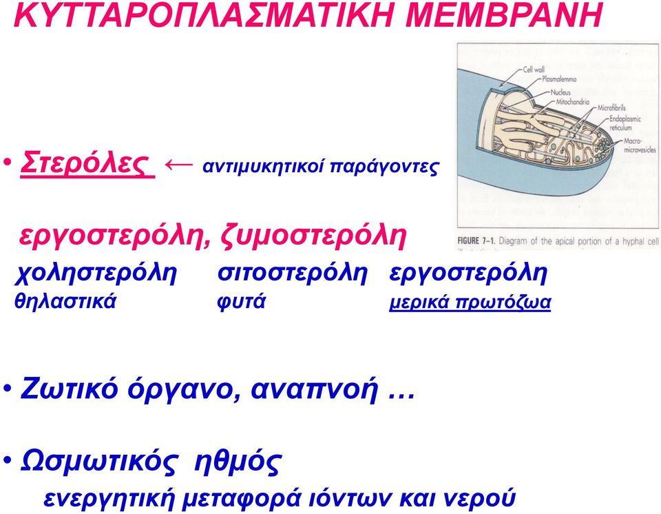 σιτοστερόλη εργοστερόλη θηλαστικά φυτά μερικά πρωτόζωα