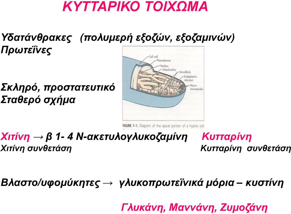 Ν-ακετυλογλυκοζαμίνη Χιτίνη συνθετάση Κυτταρίνη Κυτταρίνη