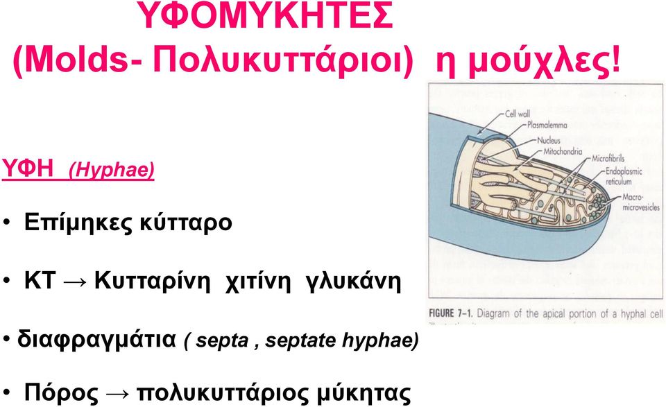 ΥΦΗ (Hyphae) Επίμηκες κύτταρο ΚΤ