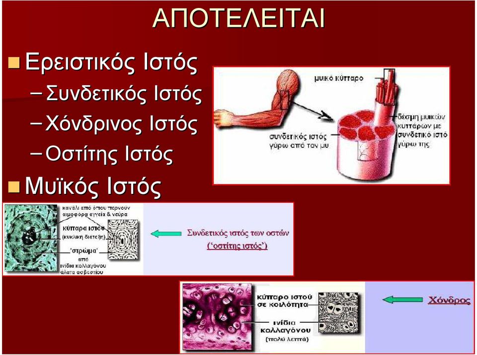 Χόνδρινος Ιστός