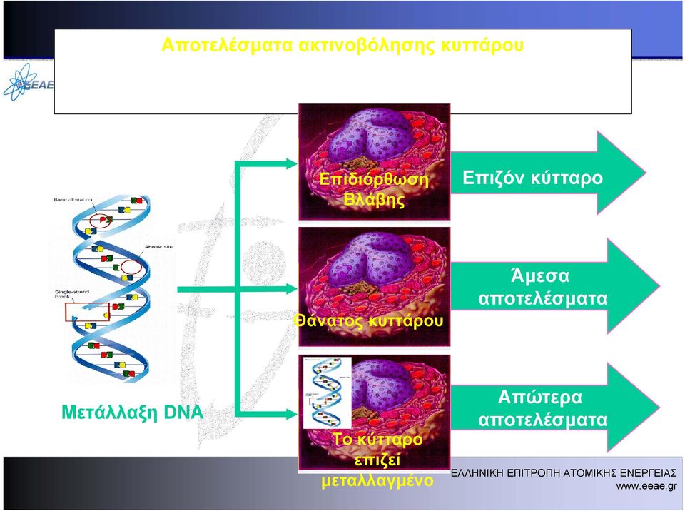 κυττάρου Άμεσα αποτελέσματα Μετάλλαξη DNA