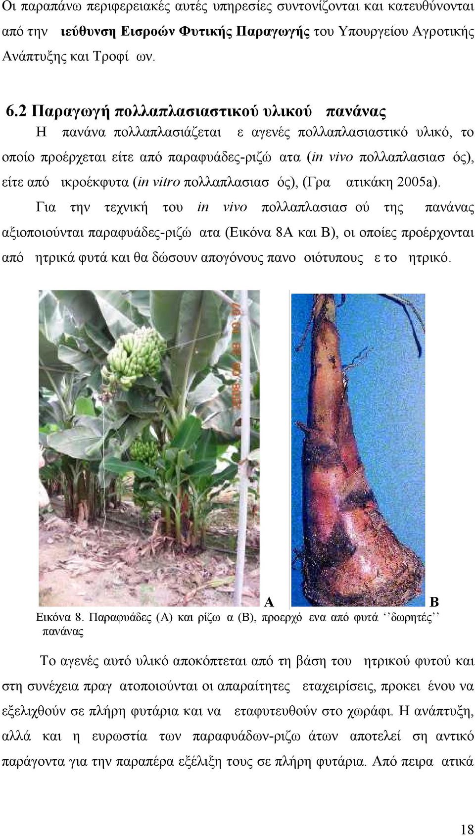 μικροέκφυτα (in vitro πολλαπλασιασμός), (Γραμματικάκη 2005a).