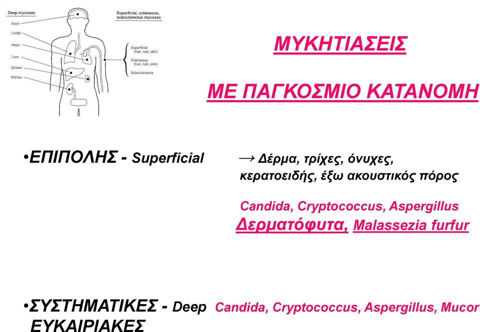 Cryptococcus, Aspergillus Δερματόφυτα, Μalassezia furfur