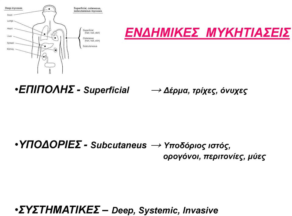 ΥΠΟΔΟΡΙΕΣ - Subcutaneus Υποδόριος ιστός,