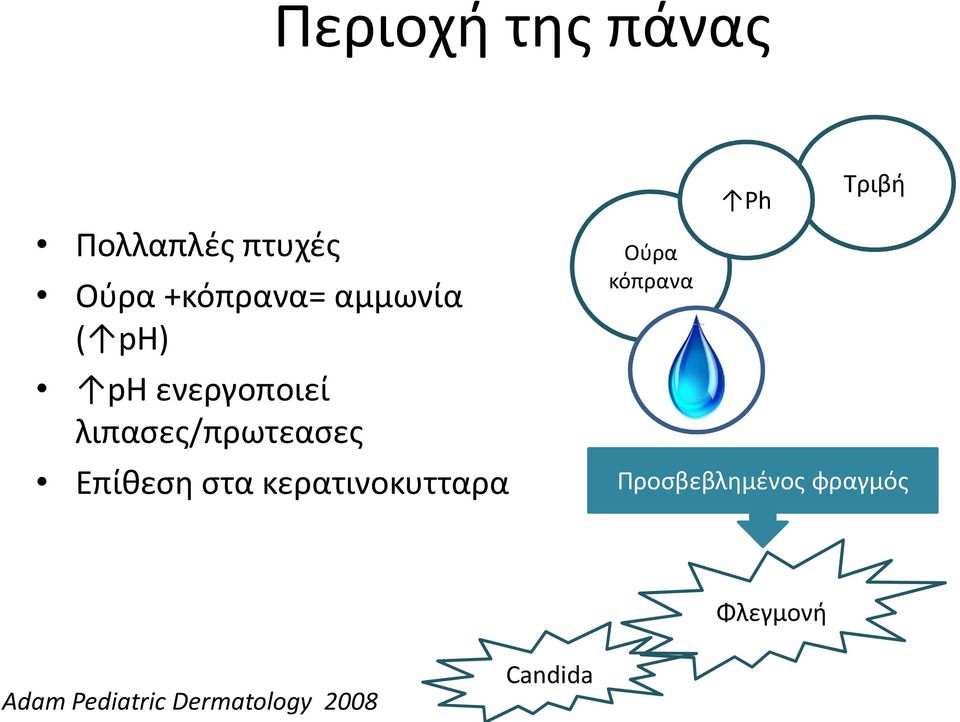 κόπρανα Ph Τριβή Επίθεση στα κερατινοκυτταρα