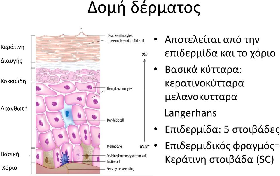 κύτταρα: κερατινοκύτταρα μελανοκυτταρα Langerhans