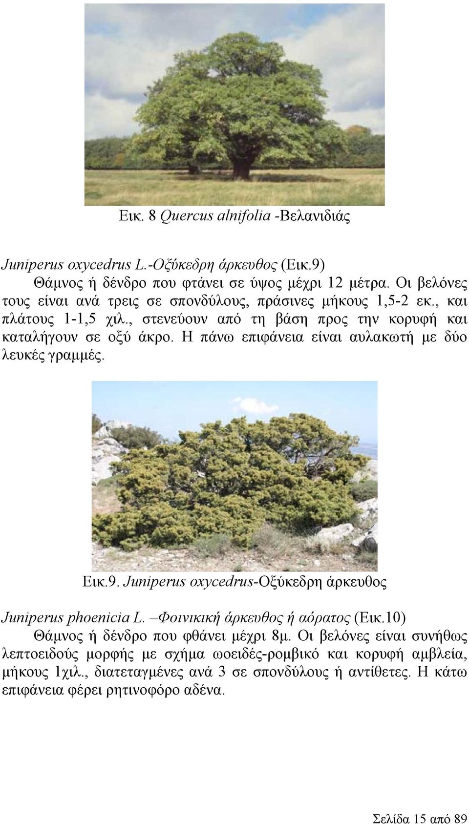 Η πάνω επιφάνεια είναι αυλακωτή με δύο λευκές γραμμές. Εικ.9. Juniperus oxycedrus-οξύκεδρη άρκευθος Juniperus phoenicia L. Φοινικική άρκευθος ή αόρατος (Εικ.