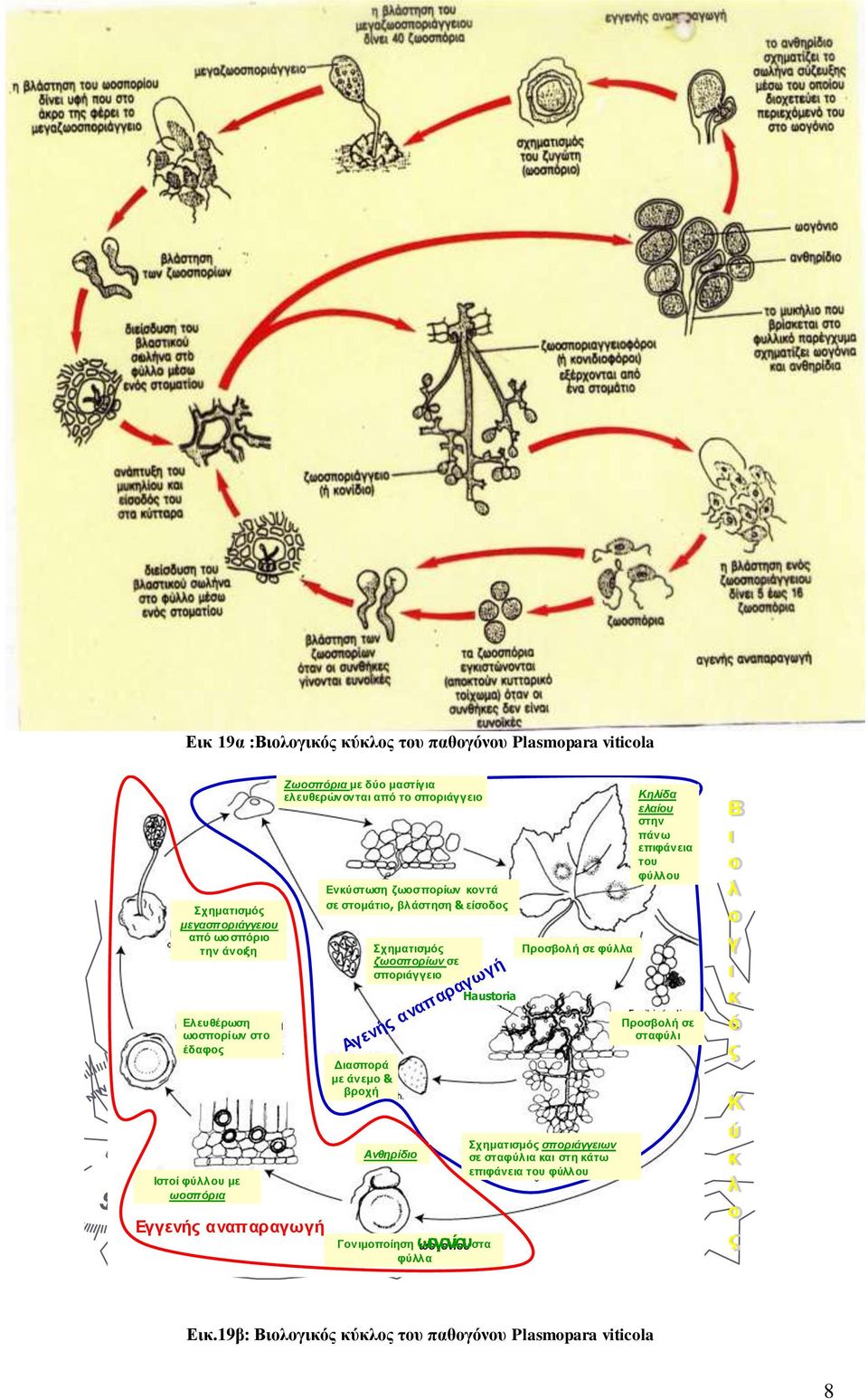 Σχηματισμός ζωοσπορίων σε σποριάγγειο Ανθηρίδιο Haustoria Αγενής αναπαραγωγή Γονιμοποίηση ωογονίουστα φύλλα Προσβολή σε φύλλα Σχηματισμός σποριάγγειων σε σταφύλια και στη