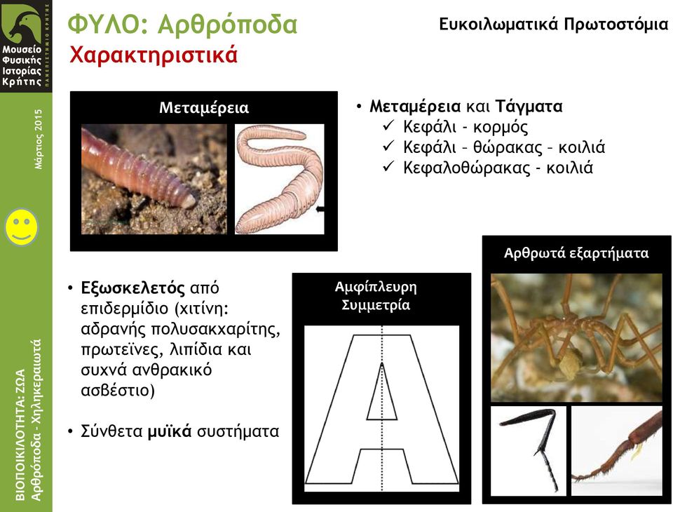 ανθρακικό ασβέστιο) Σύνθετα μυϊκά συστήματα Μεταμέρεια και Τάγματα Κεφάλι -