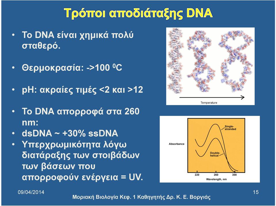 απορροφά στα 260 nm: dsdna ~ +30% ssdna Υπερχρωµικότητα