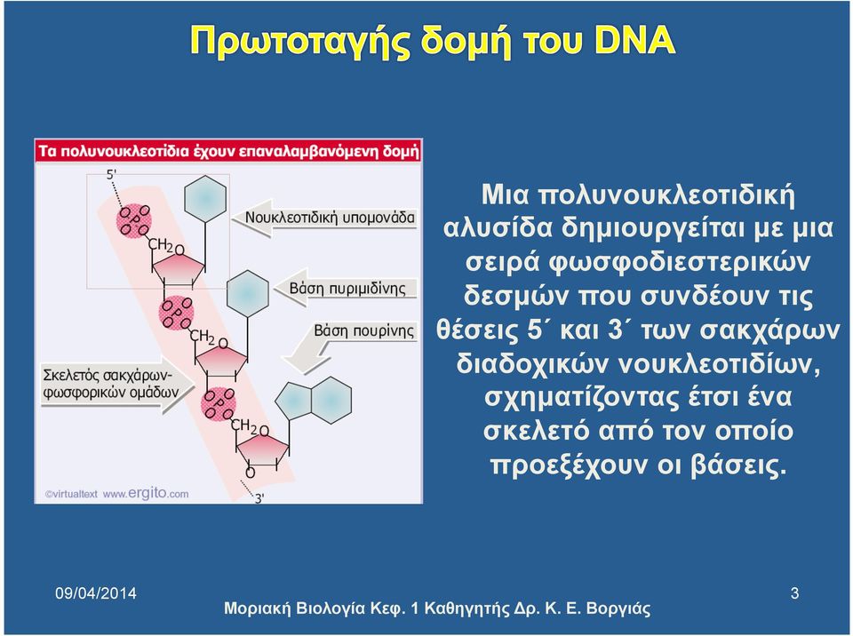 των σακχάρων διαδοχικών νουκλεοτιδίων, σχηµατίζοντας έτσι