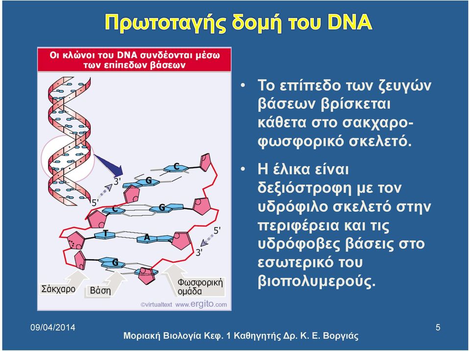 H έλικα είναι δεξιόστροφη µε τον υδρόφιλο σκελετό