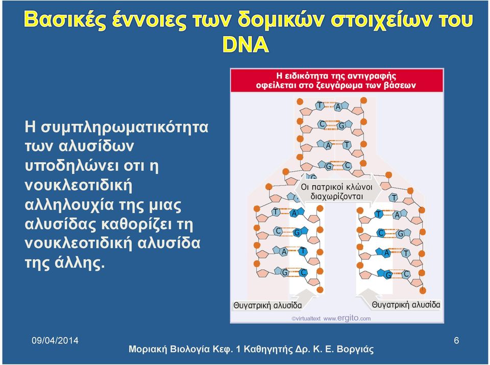 αλληλουχία της µιας αλυσίδας