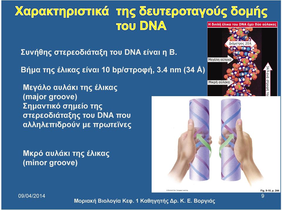 4 nm (34 Å) Mεγάλο αυλάκι της έλικας (major groove) Σηµαντικό