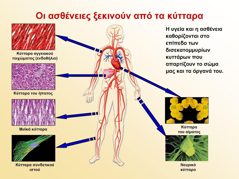 δισεκατομμυρίων κυττάρων που απαρτίζουν το σώμα μας και τα όργανά του.