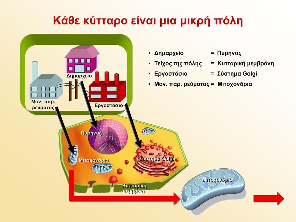 Golgi Μον. παρ.