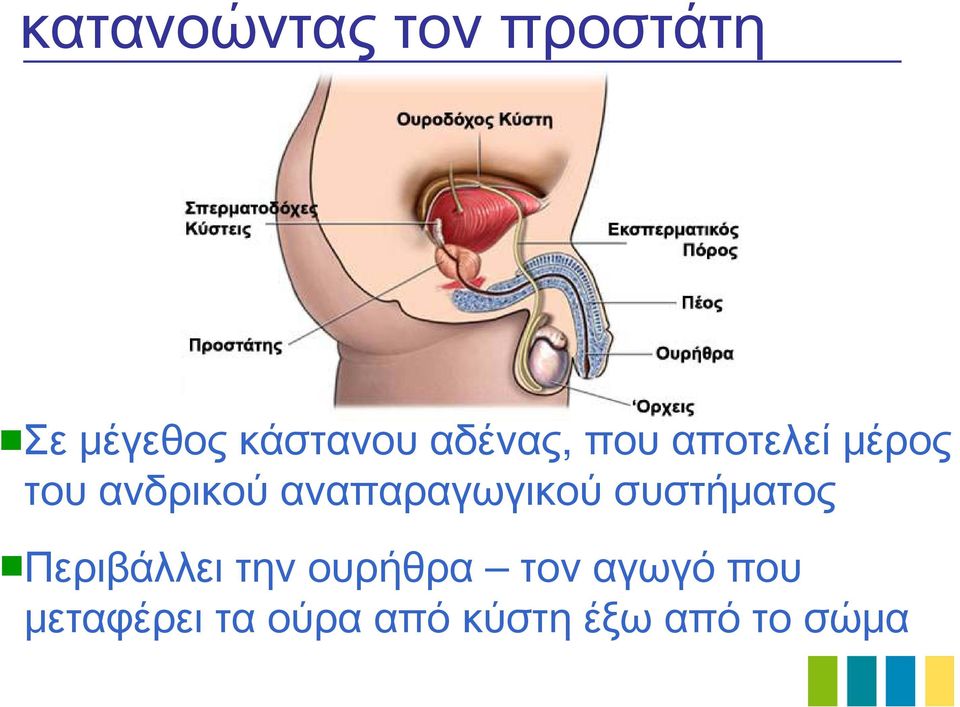 αναπαραγωγικού συστήματος Περιβάλλει την