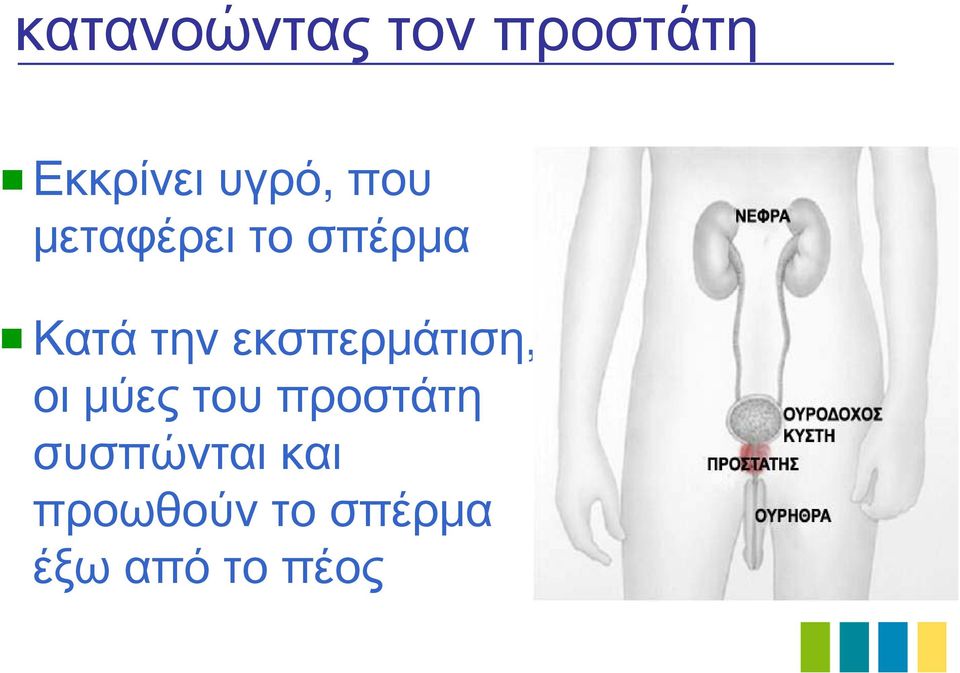 εκσπερμάτιση, οι μύες του προστάτη