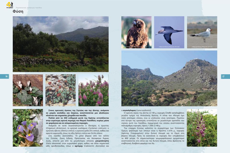 Πολλά από τα 300 ενδημικά φυτά της Κρήτης εντοπίζονται στην ευρύτερη ορεινή περιοχή του Νομού Λασιθίου, κυρίως μέσα σε φαράγγια και σε απομονωμένες περιοχές.